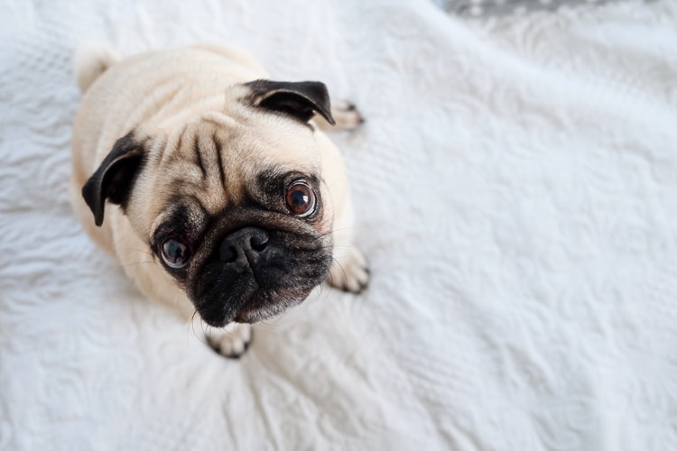 Proč pes močí do postele?