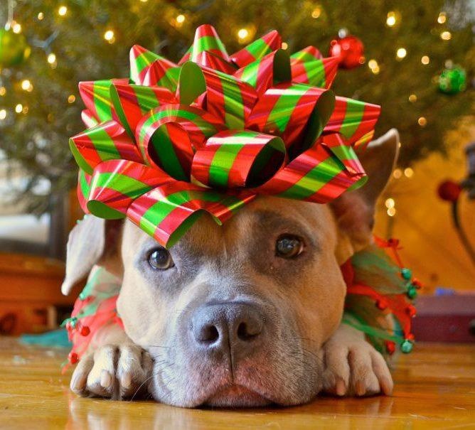 Vánoce se blíží... Jak je stráví váš pes?