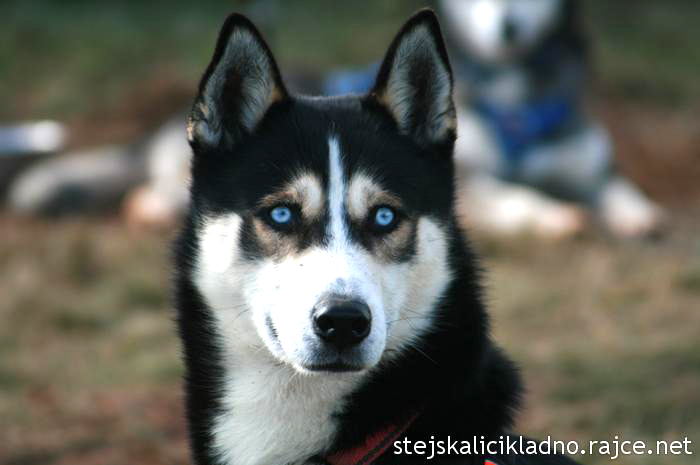 Musher musí mít srdce bojovníka (4)