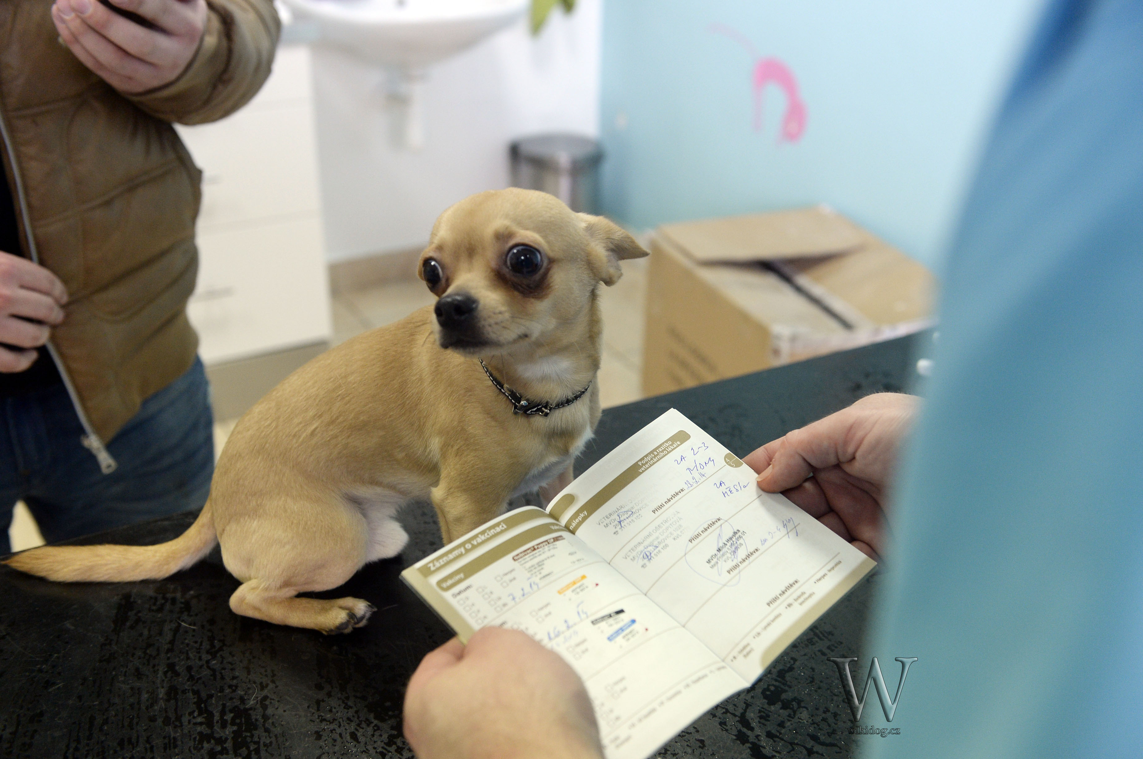 Být veterinárním doktorem je závazek 