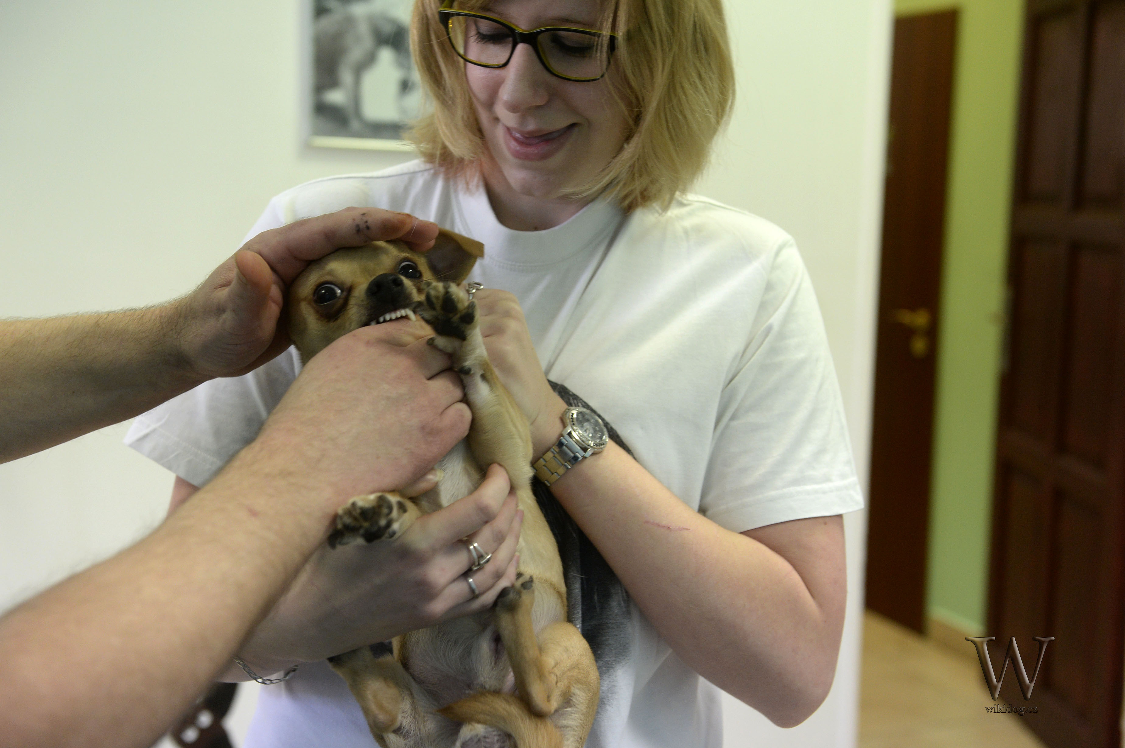 Být veterinárním doktorem je závazek 