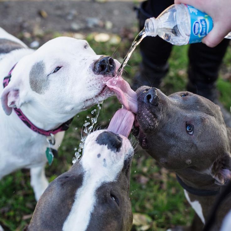 Pitt Bull s „permicí“ v posilovně…  