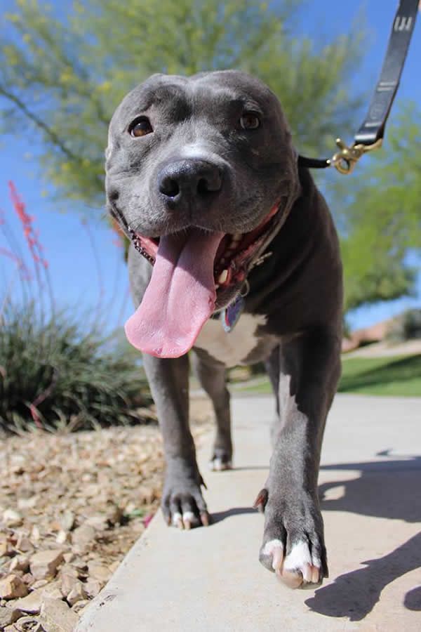 Pitt Bull s „permicí“ v posilovně…  
