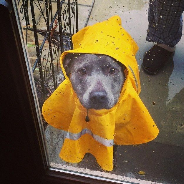 Pit Bull Resccue Central