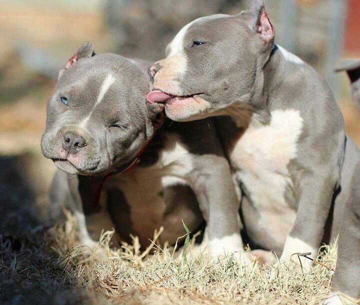 Pit Bull Resccue Central
