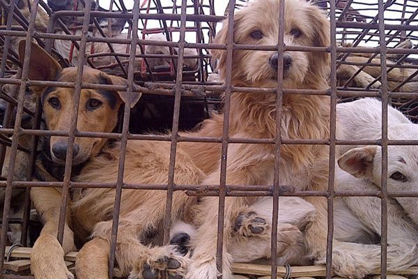 Za dva dny porazili na jihu Číny na 10 tisíc psů…