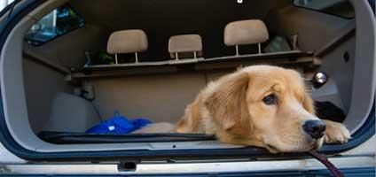 Prevence cestovní nevolnosti psa