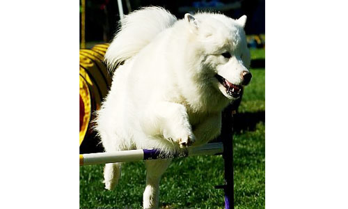 Samojed