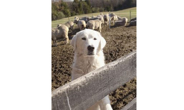 Psi v roli hlídačů a pastevců